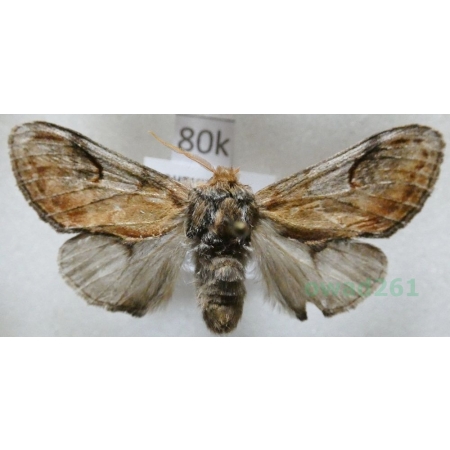 Notodonta ziczac (Linnaeus, 1758) male Garbatka zygzakówka Czech80k